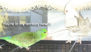 davy jones parrotlet