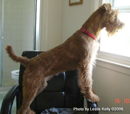 Irish Terrier
