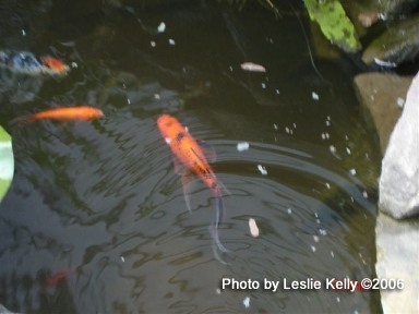 fish pond
